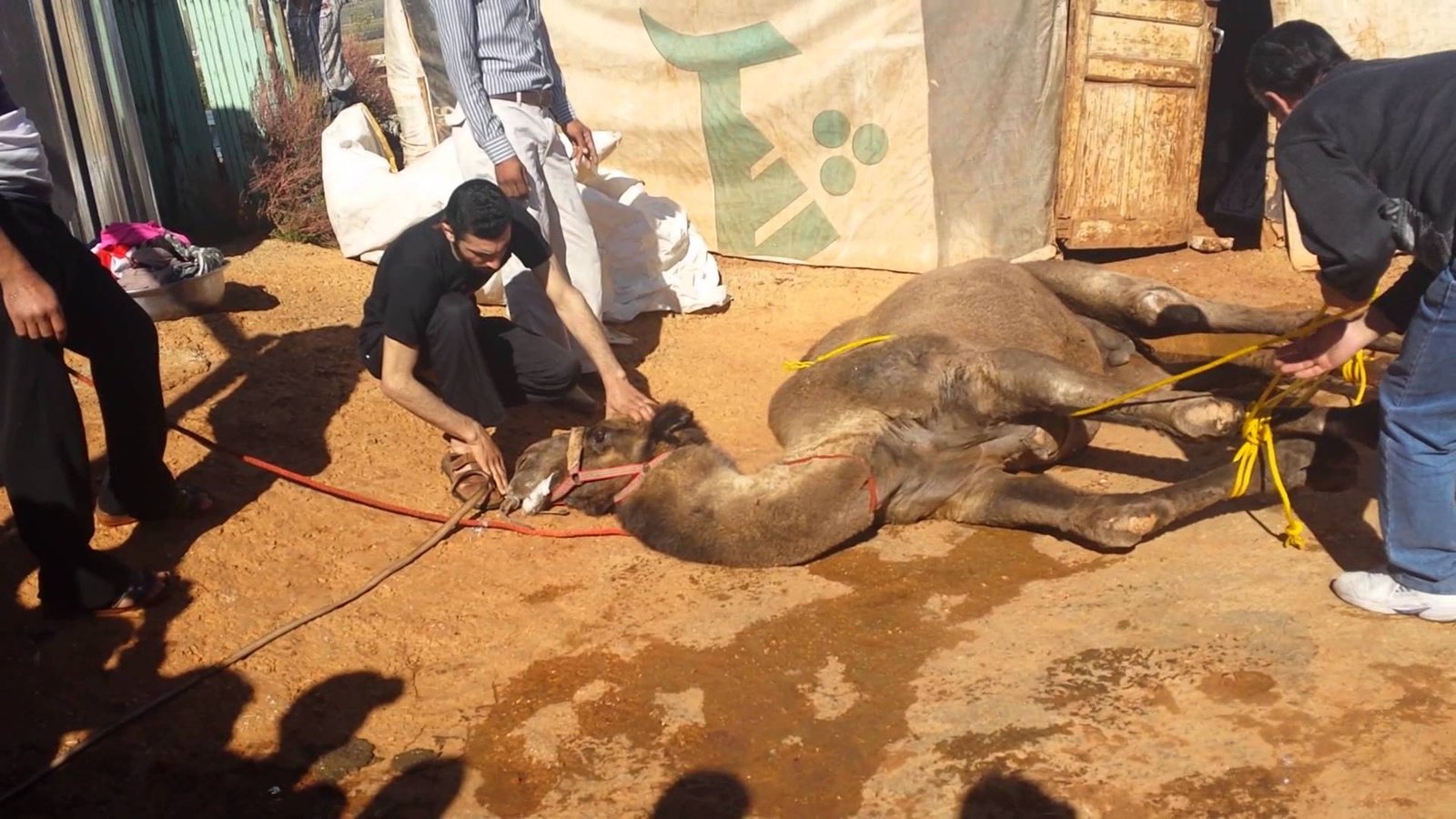 الرشيدية:لحم ناقة يخلق حالة من الرعب لدى ساكنة ايت خليفة ضواحي مسكي