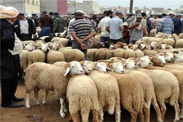 هام جدا…. بالنسبة لأضحية العيد