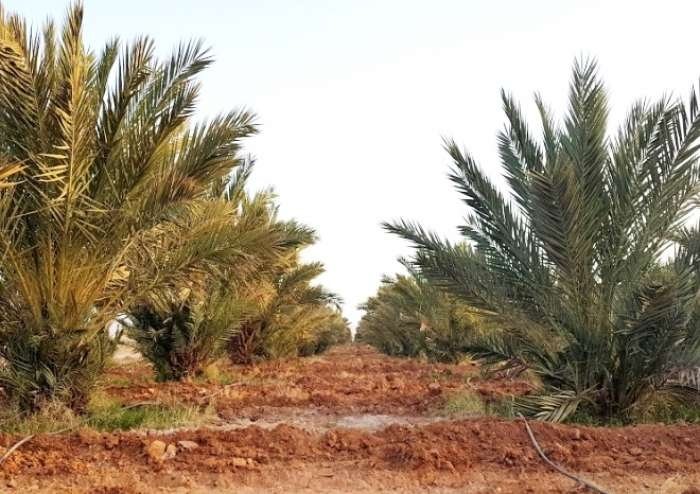 روبورطاج صحفي:تمور مجهول تنجداد البيولوجية من المحلية إلى العالمية