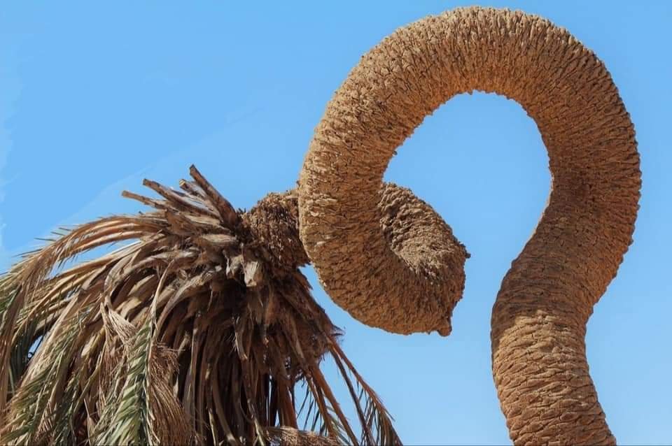 أكبر علامة استفهام ليبية في الطبيعة : نخلة الجغبوب التي تغسل شعرها بشعاع الشمس