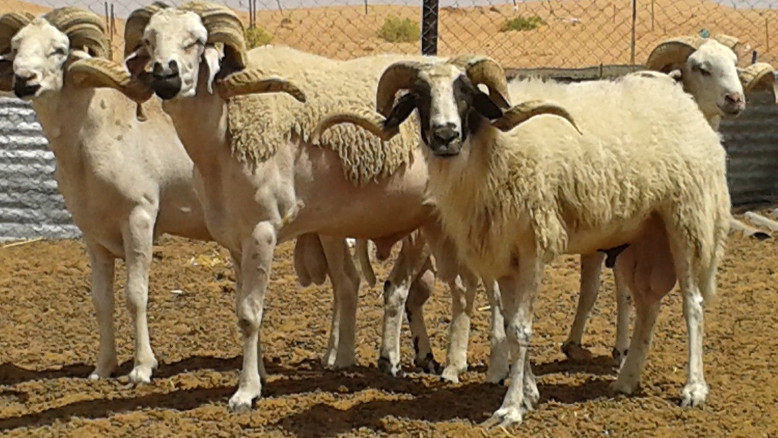 توسيع البرنامج الوطني لمحاربة الحمى القلاعية ليشمل الأغنام والماعز