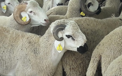 الإعلان عن انطلاق عملية ترقيم الأغنام والماعز المعدة لعيد الأضحى 1440