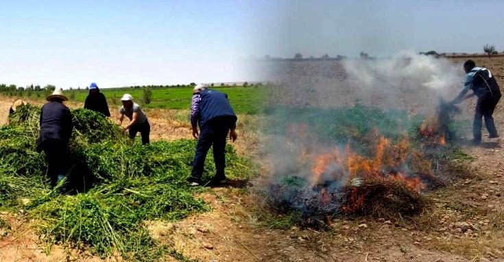 اتلاف حقول النعناع غير المطابقة لشروط السلامة الصحية،وتحويل مزارعيها على القضاء