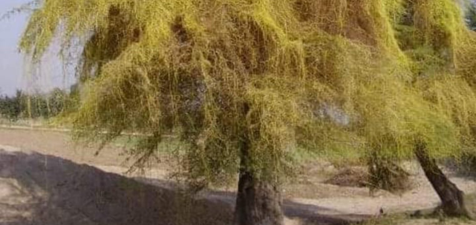 الحسيكة ” السياسوية بمجلس الجهة