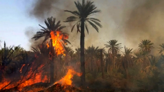 حرائق واحة تافيلالت تصل الى مجلس جهة درعة تافيلالت