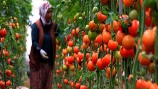 المغرب يزيح إسبانيا من سوق الطماطم في بريطانيا