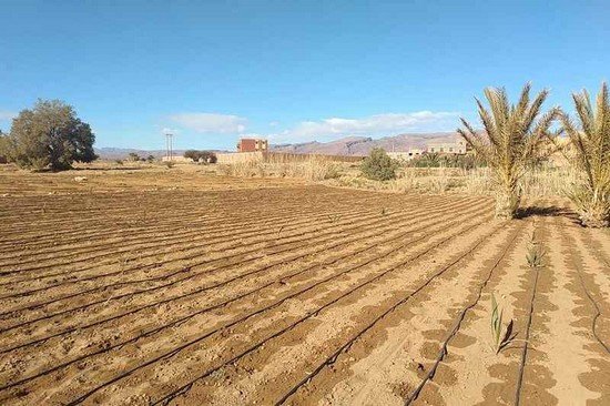 نقابة تطالب بفتح تحقيق في ملف دعم الفلاحين بزاكورة