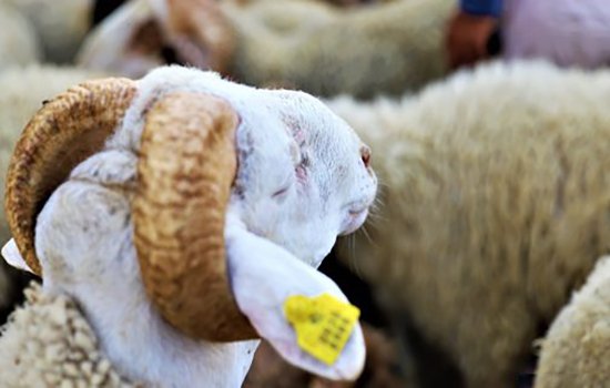 أونسا: ترقيم أزيد من 3 ملايين رأس من الأغنام والماعز