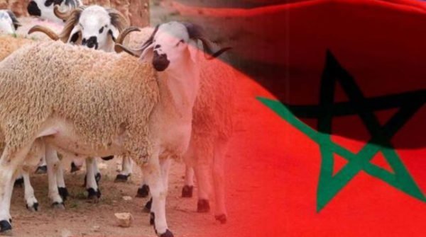 رسميا عيد الأضحى يوم الأحد 10 يوليوز المقبل