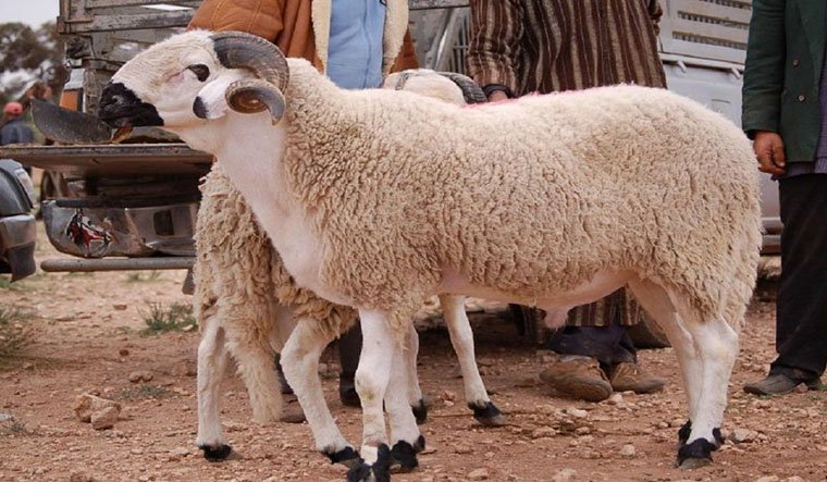 عيد الأضحى.. حماية المستهلك تحذر من اخضرار لحوم الأضاحي
