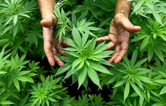 الترسانة القانونية للاستعمالات المشروعة للقنب الهندي تستكمل إطارها التشريعي