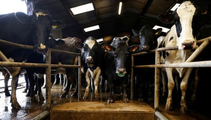 المغرب يتجه لاستيراد 200 ألف رأس من الأبقار