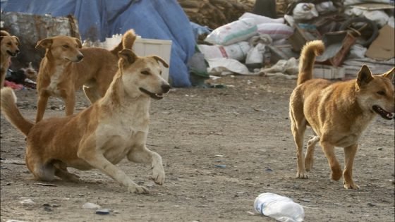 وزير سابق يُقاضي جماعة طنجة بسبب عضة كلب