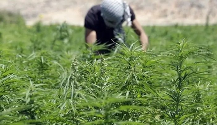 قريبا.. إطلاق منصة رقمية لطلب تراخيص استغلال “القنب الهندي”