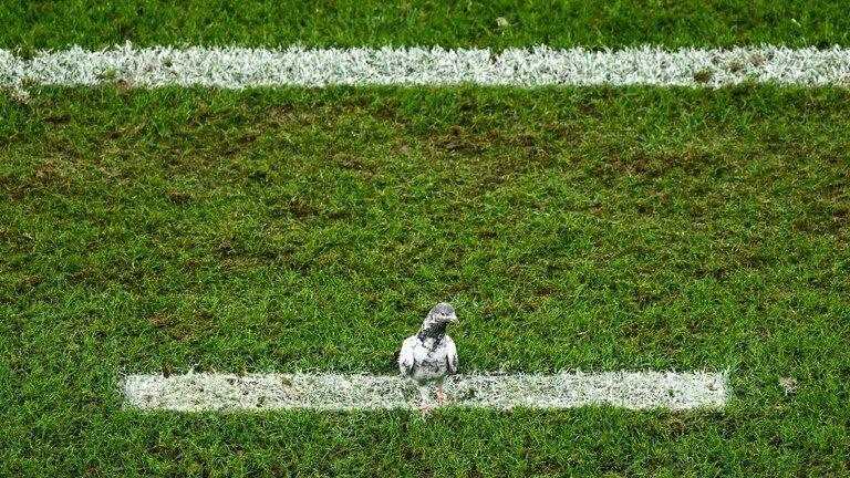 بتهمة تهريب المخدرات.. السلطات الكندية تقبض على حمامة