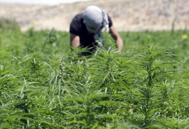 لقاءات تحسيسية للفلاحين تسبق عملية زراعة القنب الهندي
