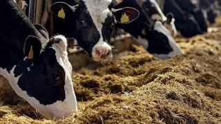 إعفاء واردات الأبقار يدخل حيز التنفيذ اليوم