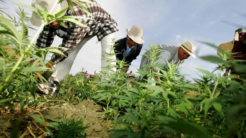 قناة رقمية لطلب تراخيص استغلال القنب الهندي