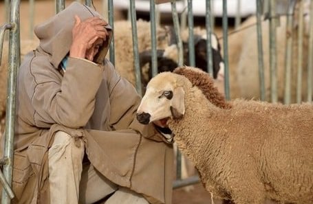 الرباط.. تدابير لتخفيف آثار ارتفاع أسعار أعلاف الماشية