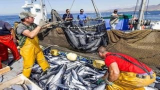 المغرب ضمن أكبر الدول الإفريقية المنتجة للسمك