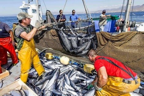 المغرب ضمن أكبر الدول الإفريقية المنتجة للسمك