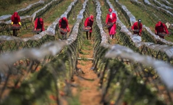 إسبانيا تستقبل أزيد من 3700 عاملة مغربية