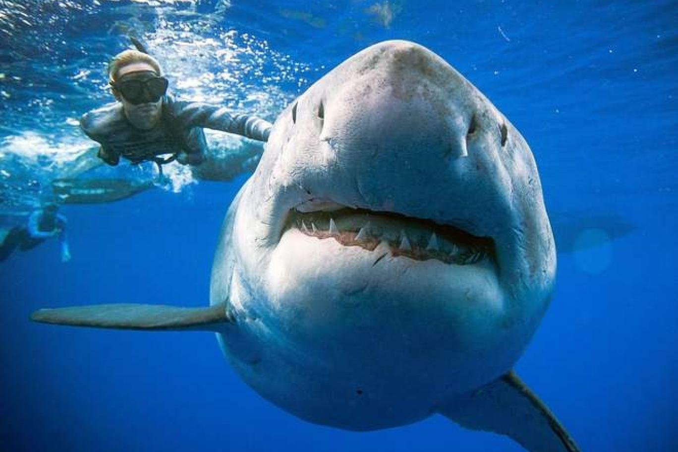 تقنية جديدة توثق موقع ووقت ولادة صغار أسماك القرش عن بعد