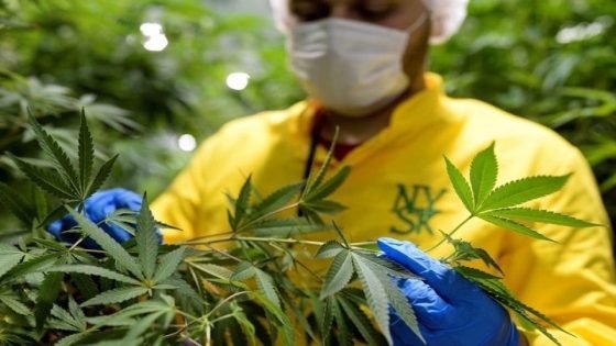 الوكالة الوطنية لتقنين القنب الهندي تضع مخططا استراتيجيا لتنمية «الكيف»