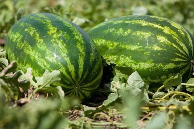 رغم الجفاف.. المغرب أكبر مزود لأوروبا “بالدلاح”