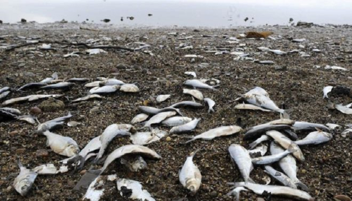 بروز أسماك طافحة بسد قدوسة والجهات المعنية تتدخل