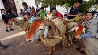 هل يلغي المغرب شعيرة عيد الأضحى؟