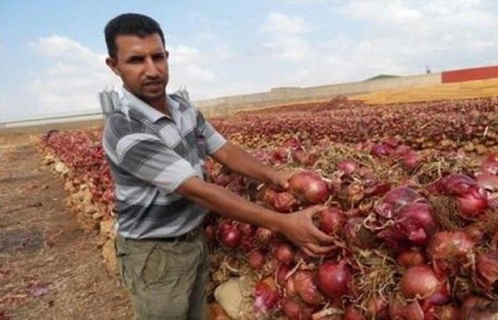 رئيس نقابة فلاحية يُفجّر مفاجأة غير متوقعة عن الثمن الحقيقي للبصل والبطاطس