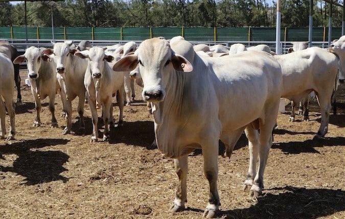 هل رفض جزّارو الرباط تسويق لحوم الجواميس البرازيلية؟