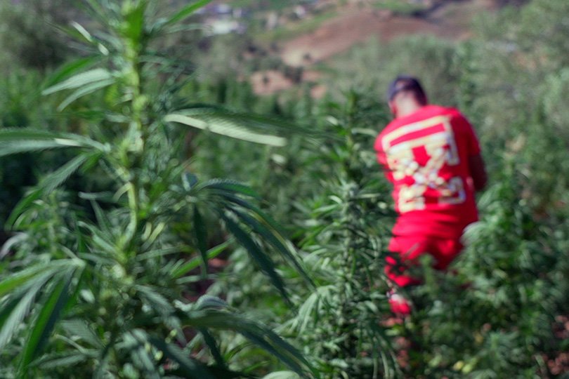 انطلاق زراعة القنب الهندي المقنن بالشمال