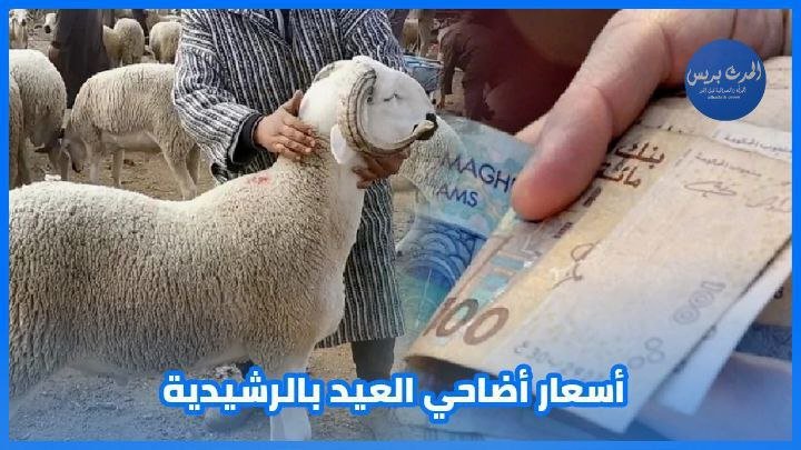 مع اقتراب عيد الأضحى… هذه أسعار الأضاحي بالرشيدية