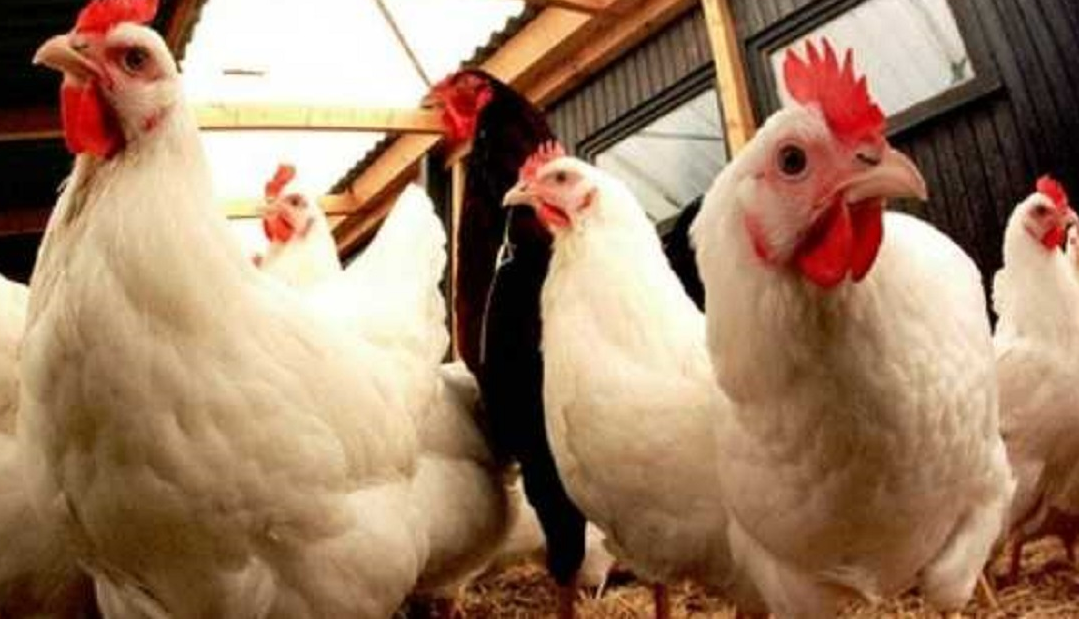 المصادقة على تحيين لائحة الأمراض المعدية للحيوانات الداجنة