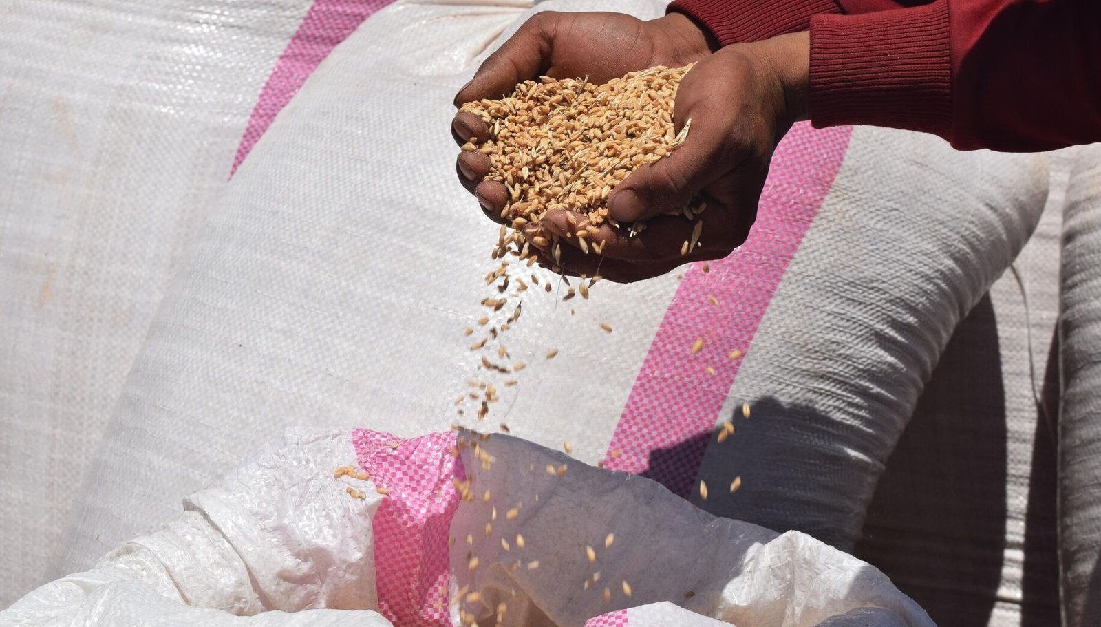 أسعار القمح تواصل الارتفاع + إنفوغراف