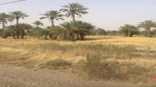 تافيلالت: الموت البطيء يزحف على واحات عرب الصباح والرتب، ومطالب بتحويل مياه واد ” تازوكارت” و واد غريس.