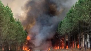 توقعات بتزايد مخاطر حرائق الغابات في عدة مناطق