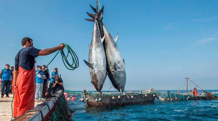 الحكومة تصادق على قرار جديد يهم البحارة الصيادين