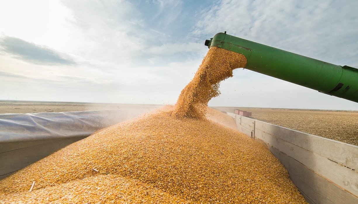 المغرب يشرع في استيراد مليوني طن من القمح