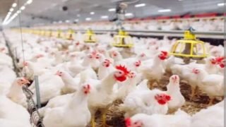 جولة في الأسواق .. زيادات مرهقة لأسعار الدجاج الحي والخضروات