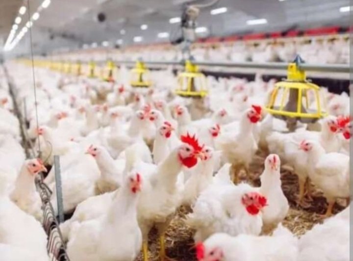 جولة في الأسواق .. زيادات مرهقة لأسعار الدجاج الحي والخضروات