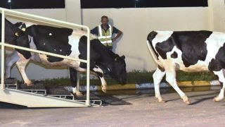 إعفاء مستوردي الأبقار الأليفة من الضرائب