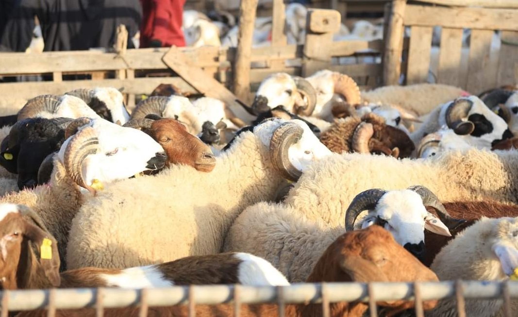 عدد رؤوس المواشي المتوفرة لعيد الأضحى يبلغ 3 ملايين رأس