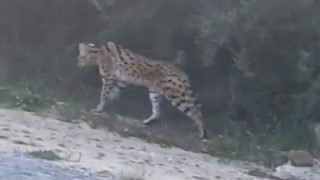 إطلاق حملة تمشيطية واسعة للبحث عن “القط الأنمر” بطنجة