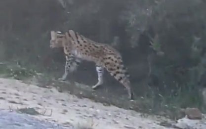 إطلاق حملة تمشيطية واسعة للبحث عن “القط الأنمر” بطنجة