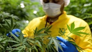 إصدار 2905 تراخيص للاستعمالات المشروعة لنبتة “الكيف”