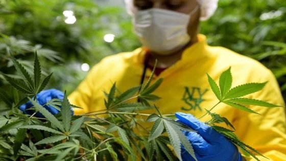 إصدار 2905 تراخيص للاستعمالات المشروعة لنبتة “الكيف”