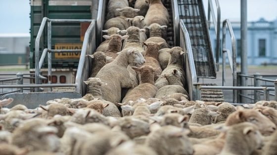 الأغنام المستوردة تدخل الحجر الصحي